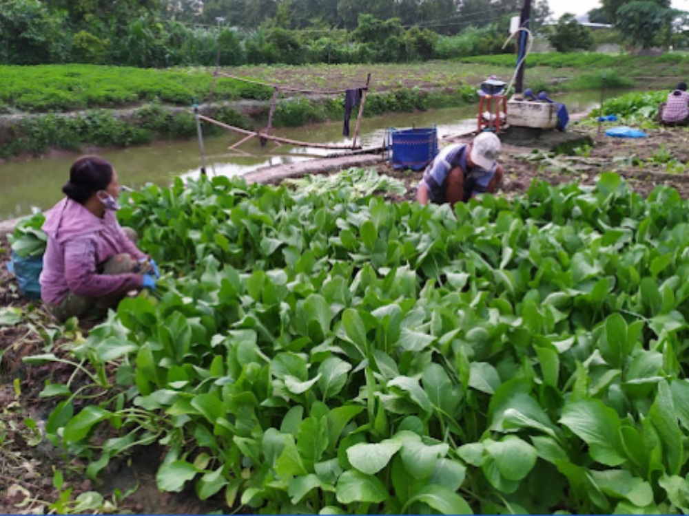 trung hiếu farm
