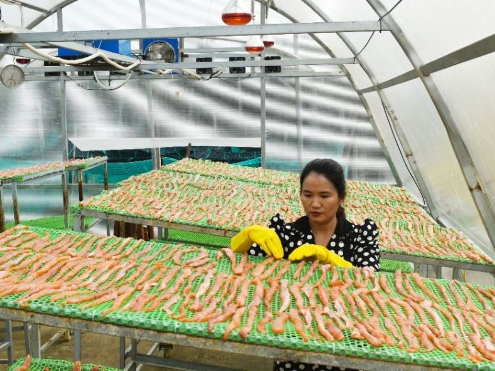 Phơi khô cá lóc - Kim Loan